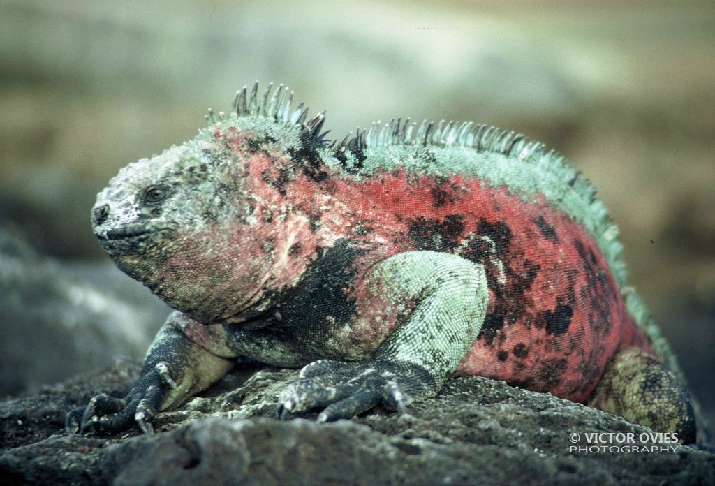 Iguana marina